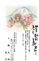 205(41～＋10枚分のカラー特選印刷料金追加分）見本NO 36～41まで